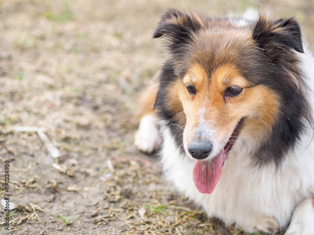 Dog, Shetland sheepdog, collie