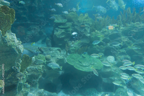 blur group of fish swim inside deep aquarium background