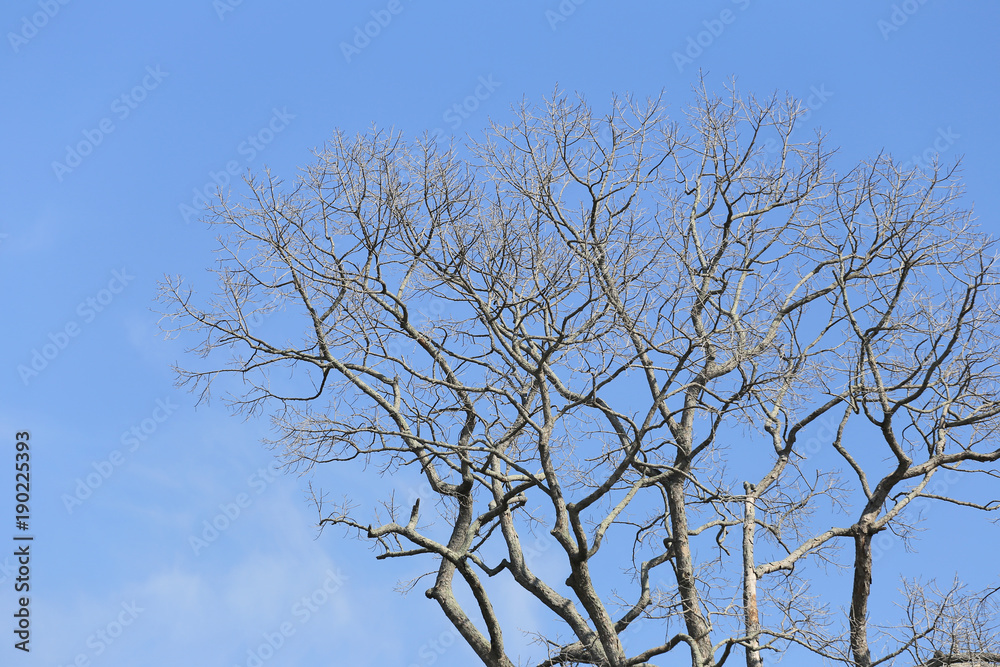 Branch of dead tree on blue sky background. Branch of dead tree on blue sky background.