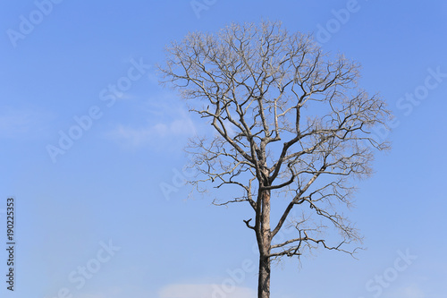 Branch of dead tree on blue sky background. © meepoohyaphoto