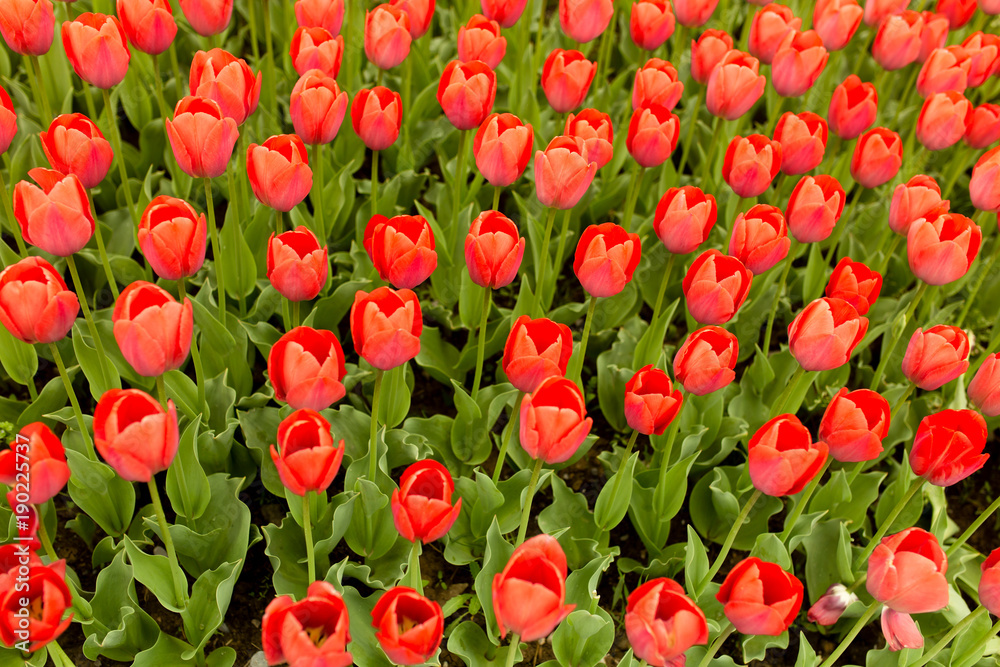 Fototapeta premium Beautiful red tulips in a park in the nature