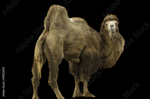 UIsolated camel / camel portrait in front of black background 