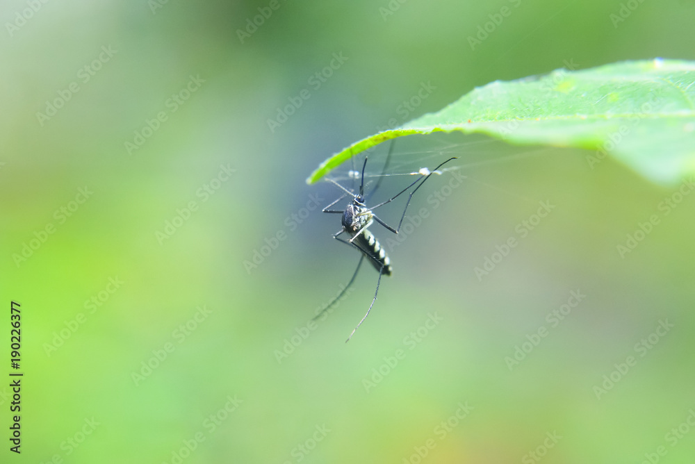 Aedes Aegypti Mosquito , Close Up , Selective Focus Aedes Aegypti Mosquito , Close Up , Selective Focus