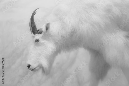 Mountain goat portrait on white in monochrome