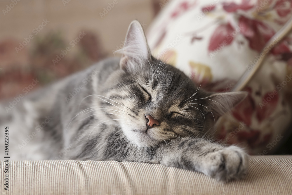 cute gray kitten sleeping on sofa