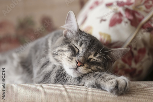 cute gray kitten sleeping on sofa