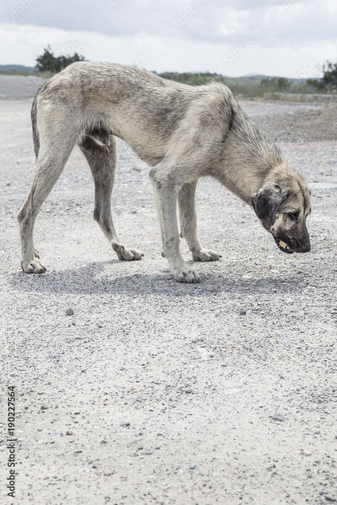 Naklejka premium Uliczny pies karmiący się