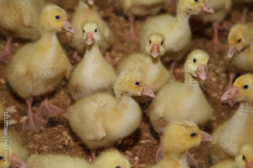 little yellow ducklings on the farm