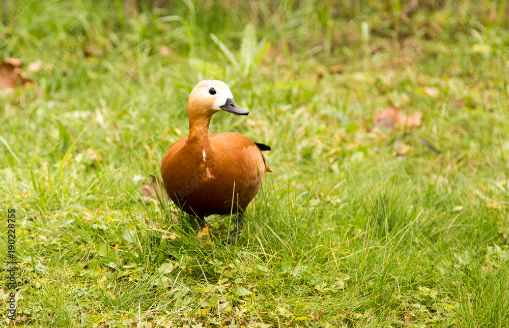 A duck walks along the green grass A duck walks along the green grass
