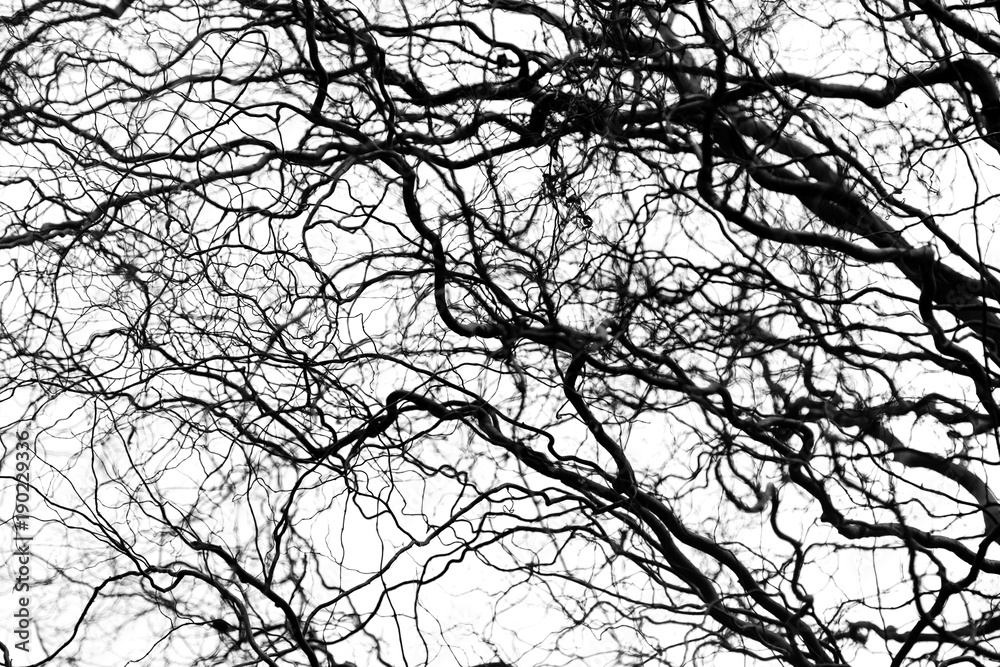 Naked tree branches on a white background Naked tree branches on a white background