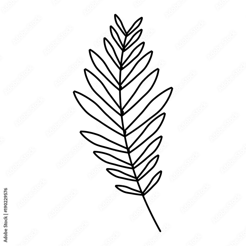 branch palm leaves frond natural vector illustration outline design branch palm leaves frond natural vector illustration outline design