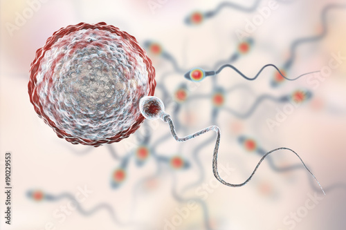 Fertilization of human egg cell by spermatozoan, 3D illustration