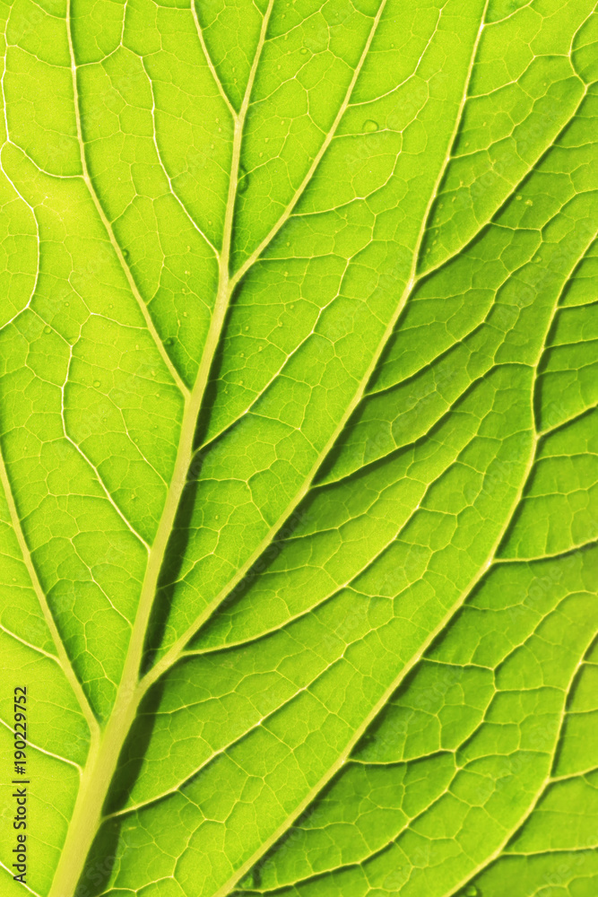 macro surface nature of green leaves texture. macro surface nature of green leaves texture.