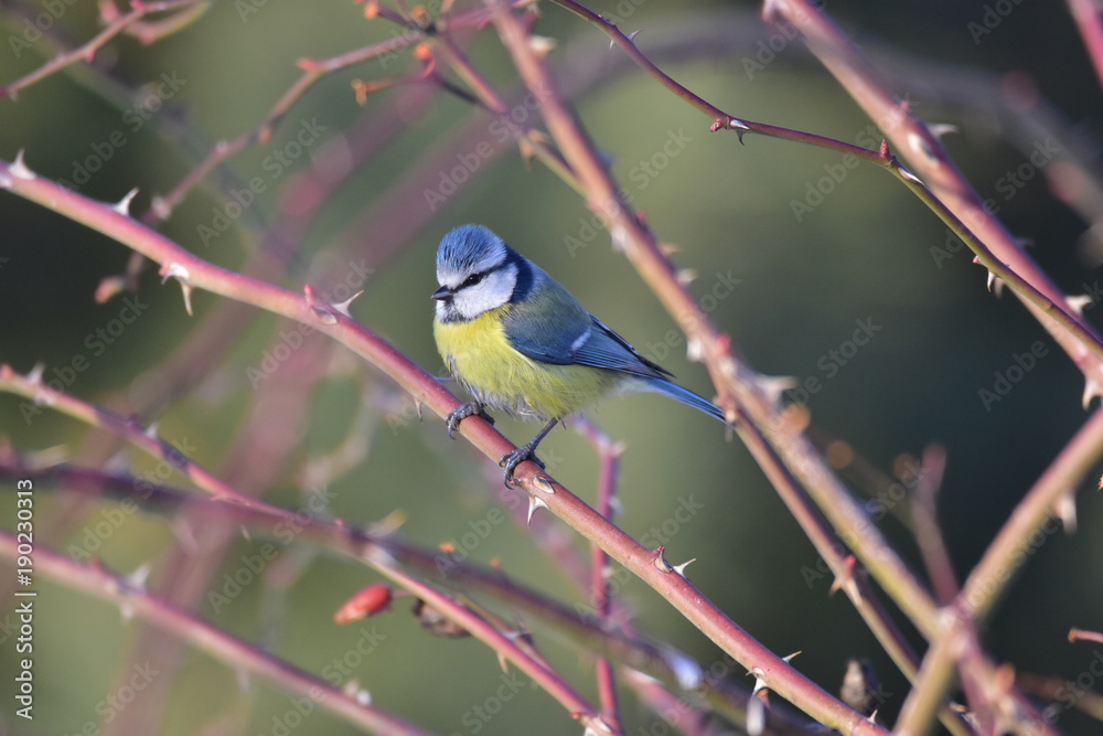 Obraz premium Cyanistes caeruleus