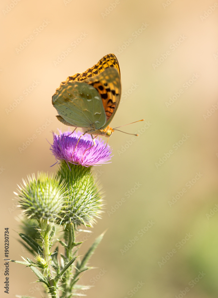 Beautiful butterfly in the wild on a plant Beautiful butterfly in the wild on a plant