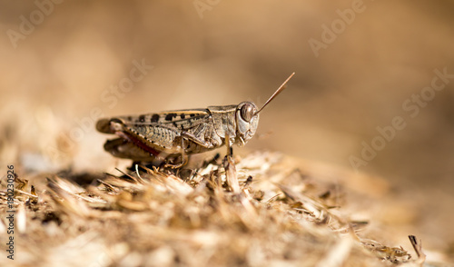 Grasshopper sits on the ground in wildlife