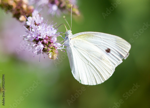 Beautiful butterfly in the wild on a plant