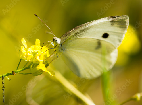 Butterfly on a yellow flower in the nature