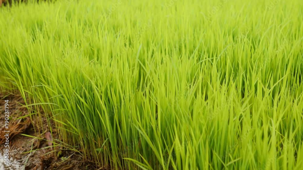 Asian Woman Touching Green Grass with Hand in Rice Fields. 4K, Slow Motion. Bali, Indonesia. Asian Woman Touching Green Grass with Hand in Rice Fields. 4K, Slow Motion. Bali, Indonesia.