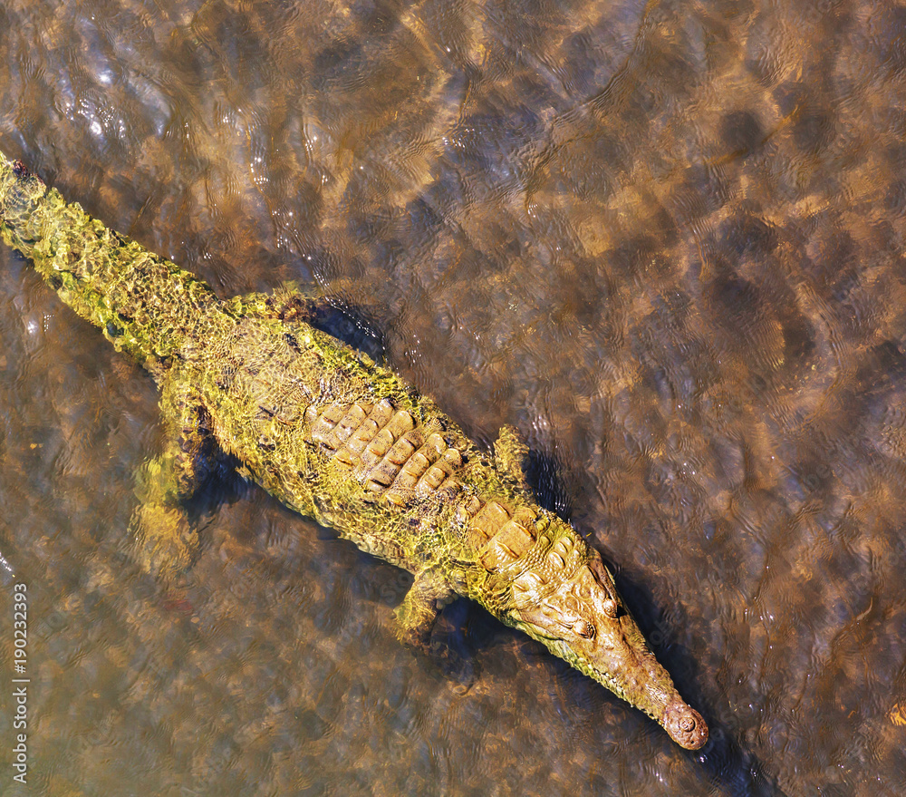 Crocodile Crocodile