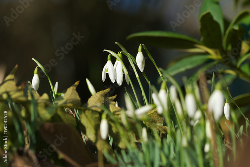 beautiful Galanthus nivalis 