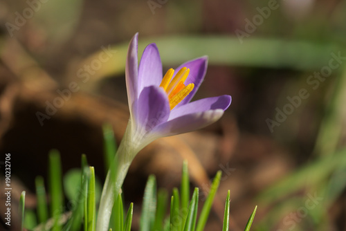 Crocus tommasinianus macro