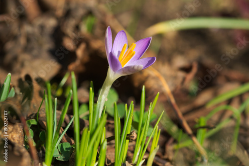 Crocus tommasinianus macro