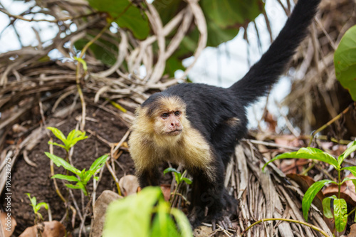 Monkey in Costa Rica