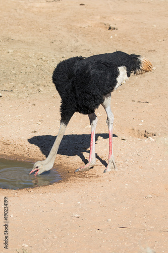 Ostrich drinking