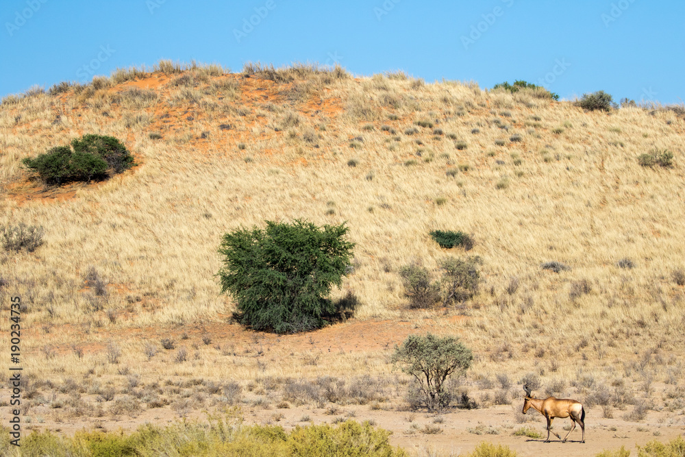 Red Hartebeest Red Hartebeest