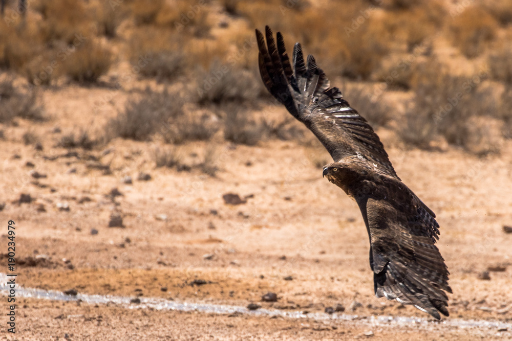 Fototapeta premium Martial Eagle in flight