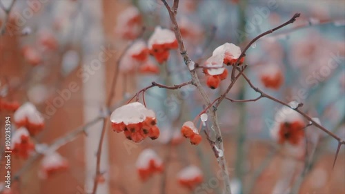 Covered with snow dog rose bushes with red berries in winter slow motion