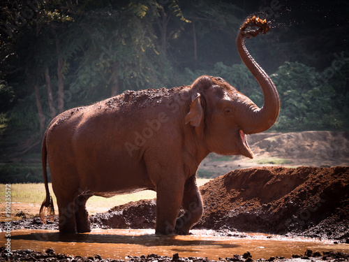 Photography elephant