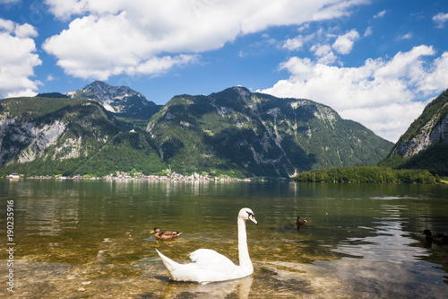 White swans on the Sunny morning lake Hallstatter See. Hallstatt village in the Austrian Alps