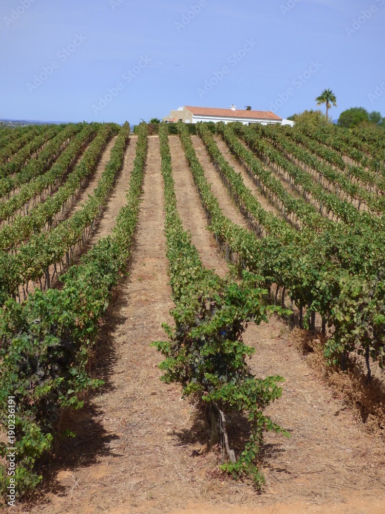 Bodegas vino en el  Algarve ,Portugal