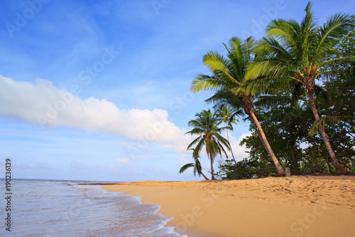 Fototapeta Naklejka Na Ścianę i Meble -  Caribbean sea and green palms.