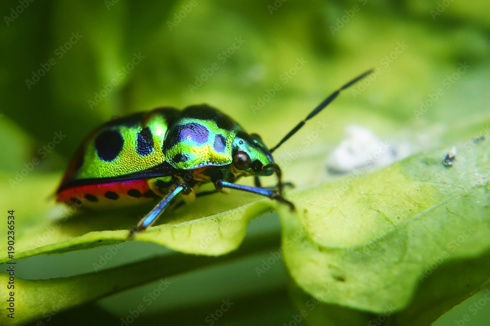 Naklejka premium Rainbow Shield Bug ( Calidea dregii ) On Green Leaf , Close Up , Selective Focus