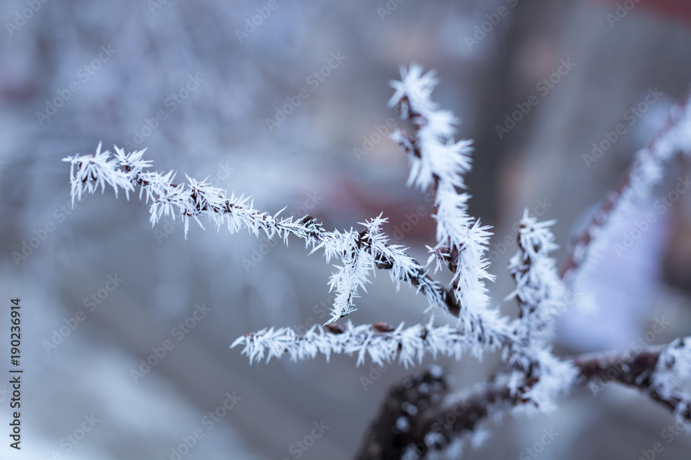 Frosty winter tree branch close-up covered with white snow