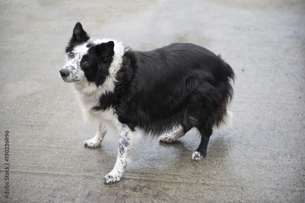 Black and white border collie playing outdoors Black and white border collie playing outdoors