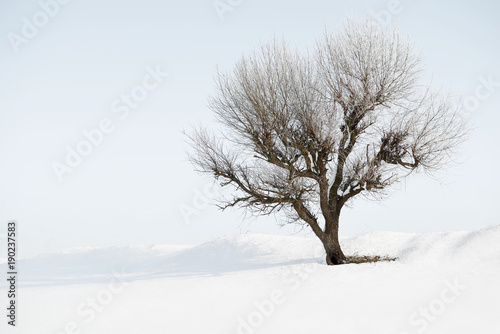 one tree on white sky and white snow in winter, beautiful wild landscape, nature concept