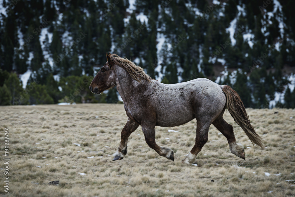Caballos en libertad