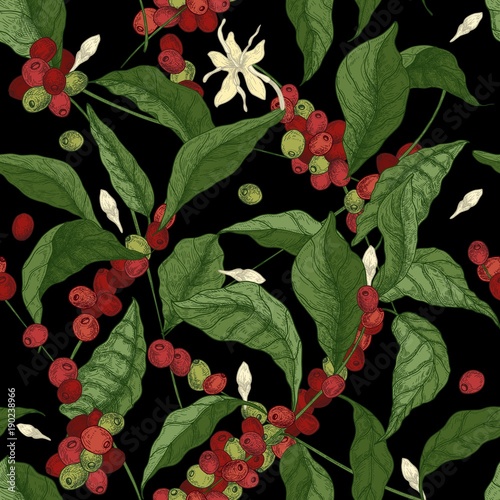 Beautiful seamless pattern with coffea or coffee tree branches, leaves, blooming flowers and fruits on black background. Colorful vector illustration in antique style for fabric print, wallpaper.
