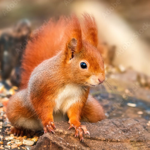 Curious red squirrel waiting for food