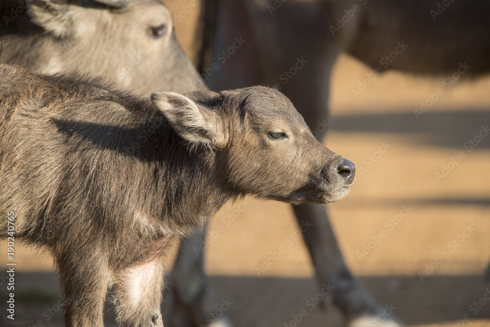 Closeup young buffalo