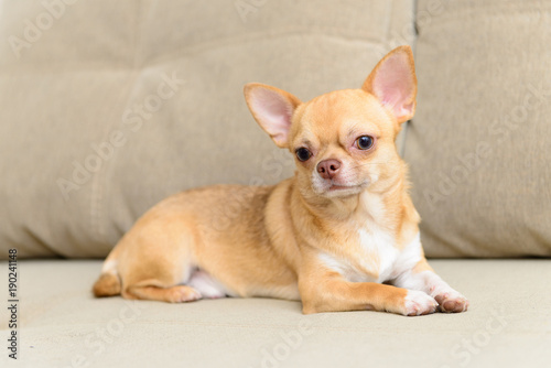 dog Toy Terrier sitting on sofa © inna_astakhova