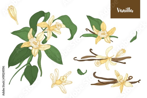 Collection of botanical drawings of vanilla plants with fruits or pods, blooming flowers and leaves isolated on white background. Colorful vector illustration hand drawn in elegant antique style.