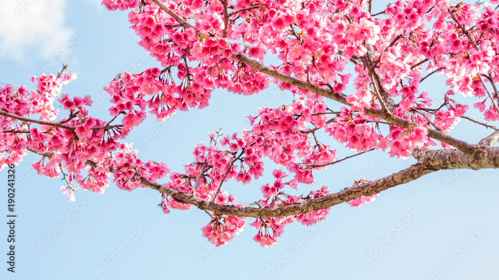 Obraz premium Pink cherry blossom (sakura) in a garden.