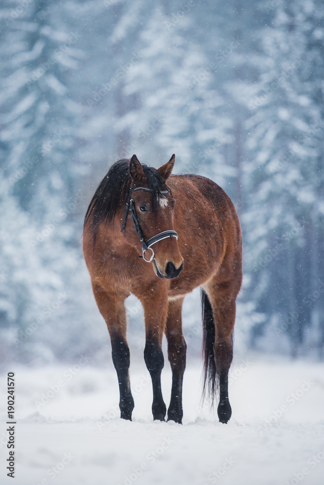 Beautiful horse in a snowy winter forest Beautiful horse in a snowy winter forest