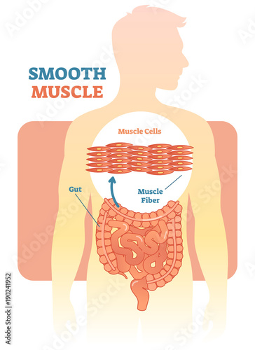 Smooth muscle vector illustration diagram, anatomical scheme with human gut. 