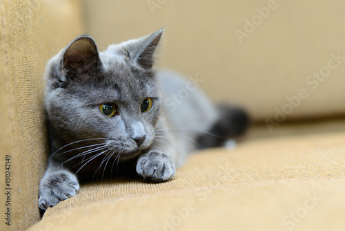 gray cat on sofa indoor